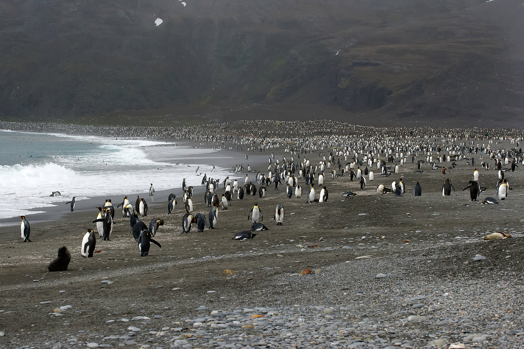 Hunderttausende Königspinguine in der St. Andrews Bay, Süd Georgien